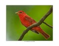 73 summer tanager